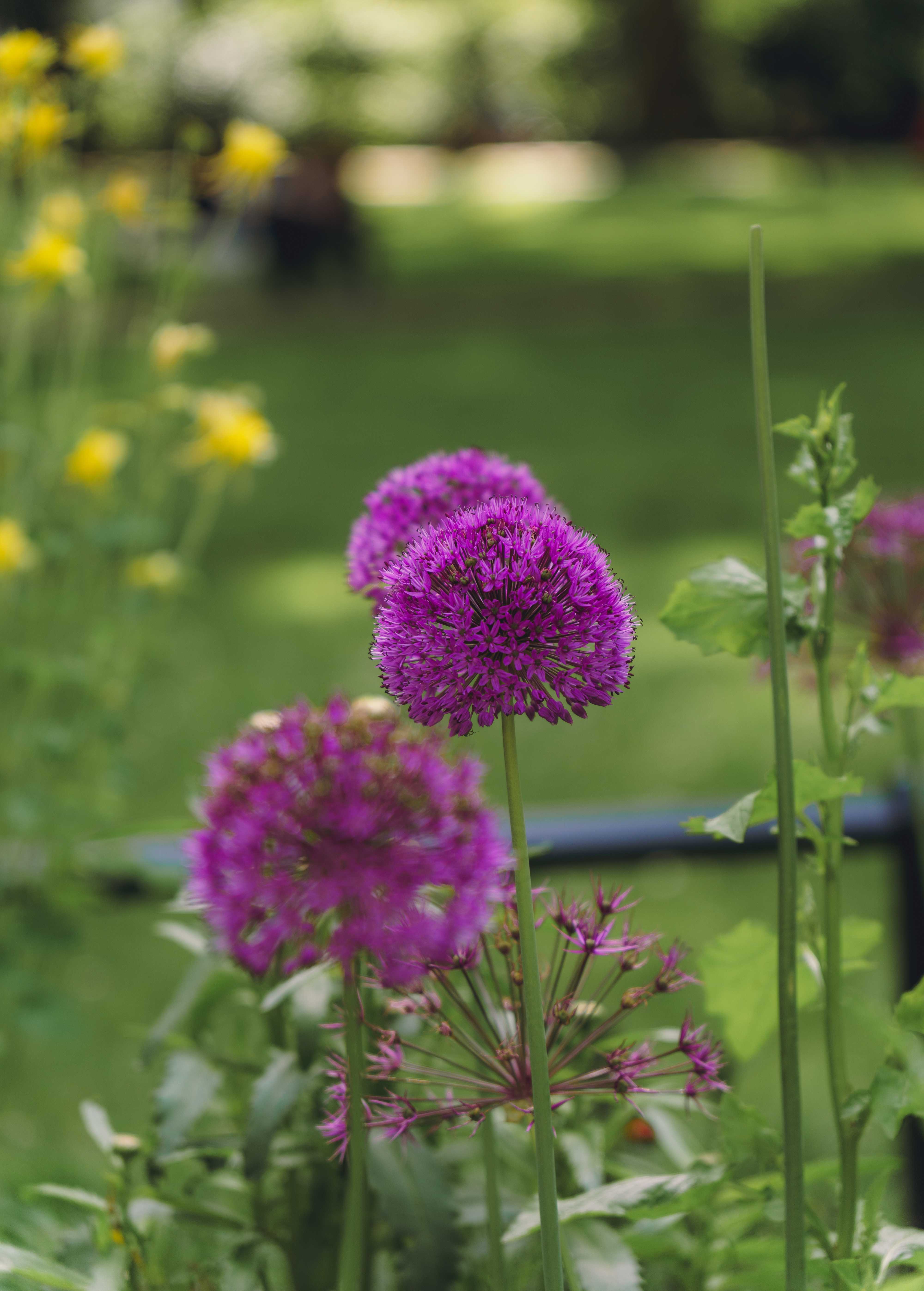 Three Allium (Star of Persia) Variation